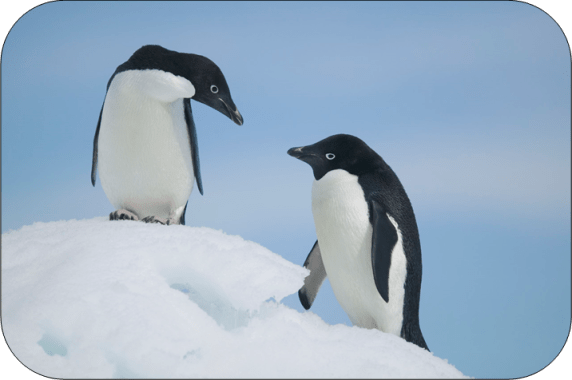 Pingviner