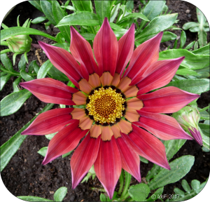 Gazania