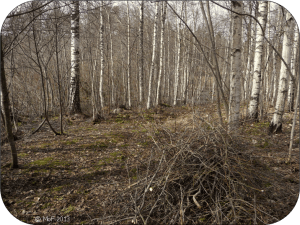 Samma kvistar som den 23.4. :)