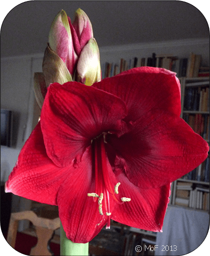 Amaryllis