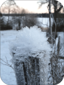 Frostblomma