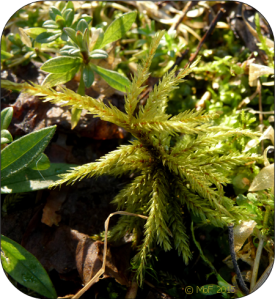 Kanske Brachythecium laetum
