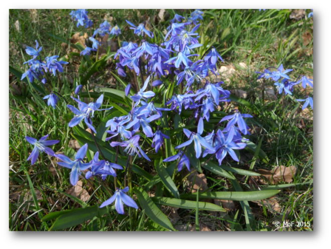 Scilla