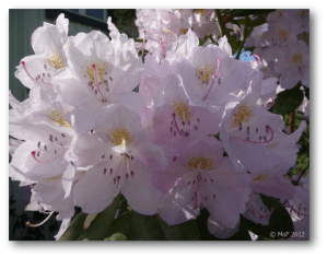 Rhododendron