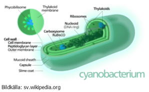 Cyanobakterie