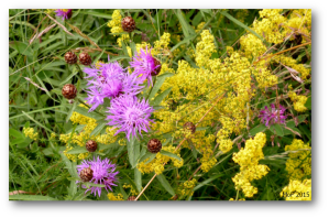 Rödklint o gulmåra