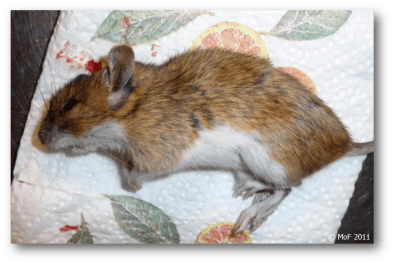 Skogsmus 4