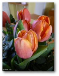 Tulpaner