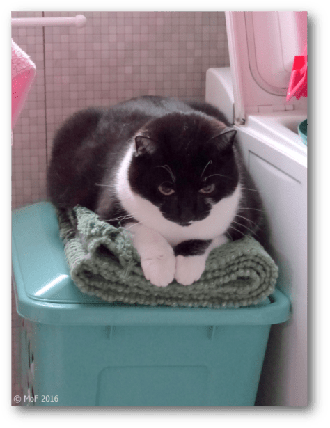 Mia på tvättkorgen