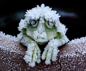 Alaskan Wood Frog (FB)