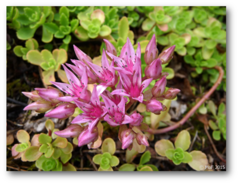 Sedum