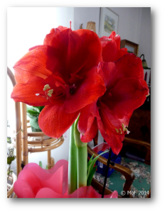 amaryllis